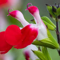 Hot Lips Salvia Live Plant – 2-Pack in Pot, Colorful Red and White Blooms, Salvia microphylla, Easy to Grow, Pollinator Attracting