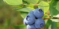 Blueberry Seeds 50 Pack Organic Vaccinium Cyanococcus Perennial Fruit for Home Garden, Container Growing