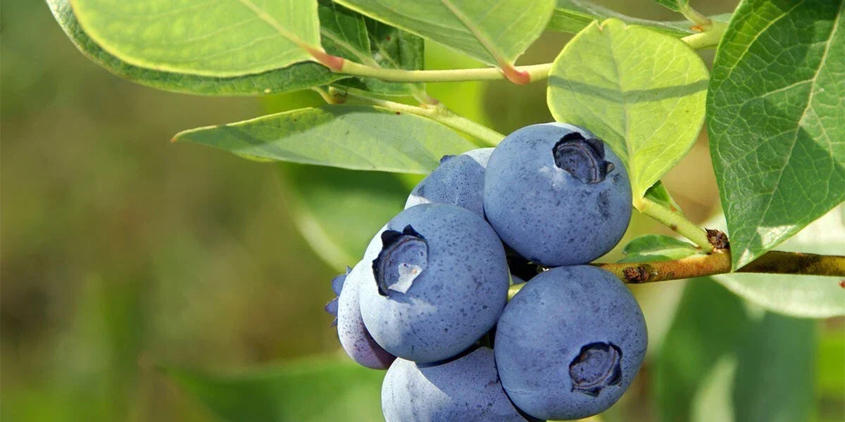 Blueberry Seeds 50 Pack Organic Vaccinium Cyanococcus Perennial Fruit for Home Garden, Container Growing