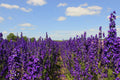 Pacific Giant Delphinium Seeds - King Arthur Variety, 25+ Flowering Plant Seeds, Delphinium elatum, Perennial Garden Flower