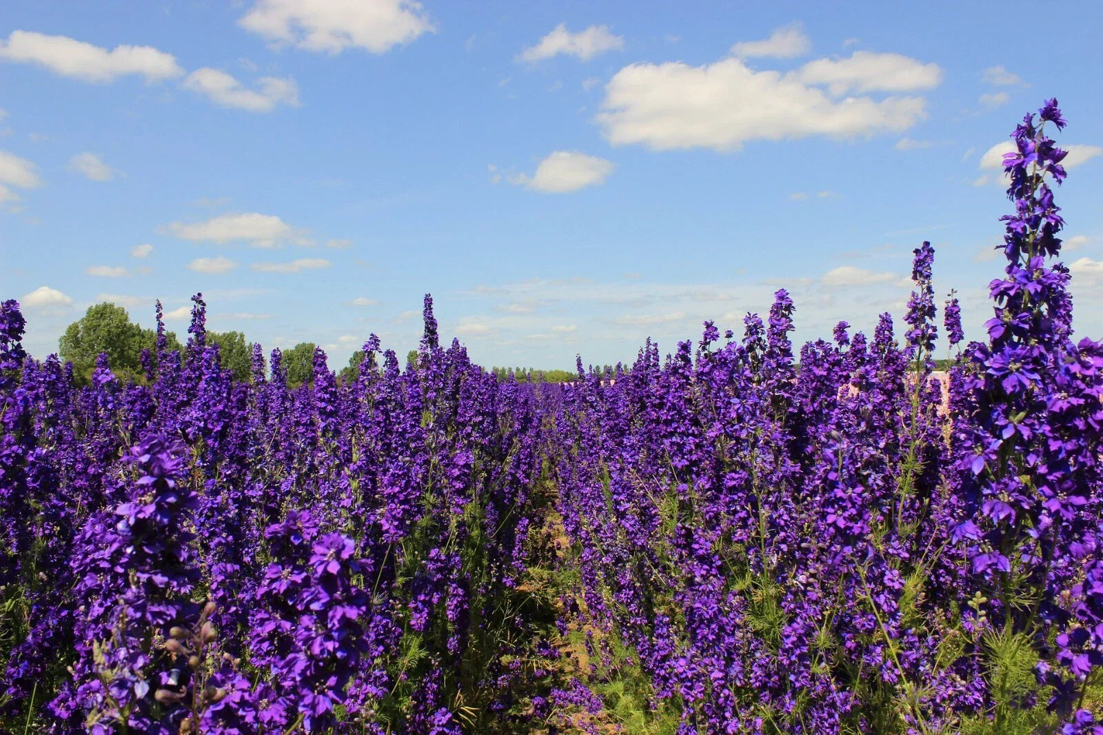 Pacific Giant Delphinium Seeds - King Arthur Variety, 25+ Flowering Plant Seeds, Delphinium elatum, Perennial Garden Flower