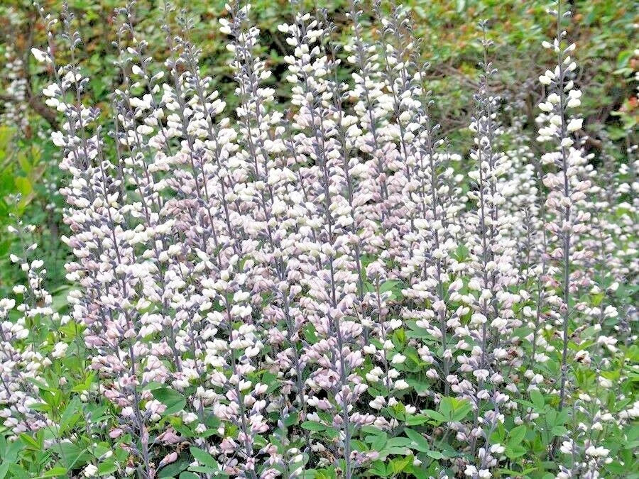 White Wild False Indigo Seeds - Native Perennial Wildflower for Pollinators - Baptisia alba - 50+ Seeds Pack