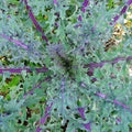 Red Russian Kale Seeds - 1000 Non-GMO Packets for Home Gardens & Containers - Brassica napus var. pabularia