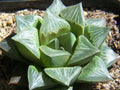 Haworthia Mutica Succulent Potted Plant - 2" Diameter - Rare Indoor Drought-Tolerant Houseplant