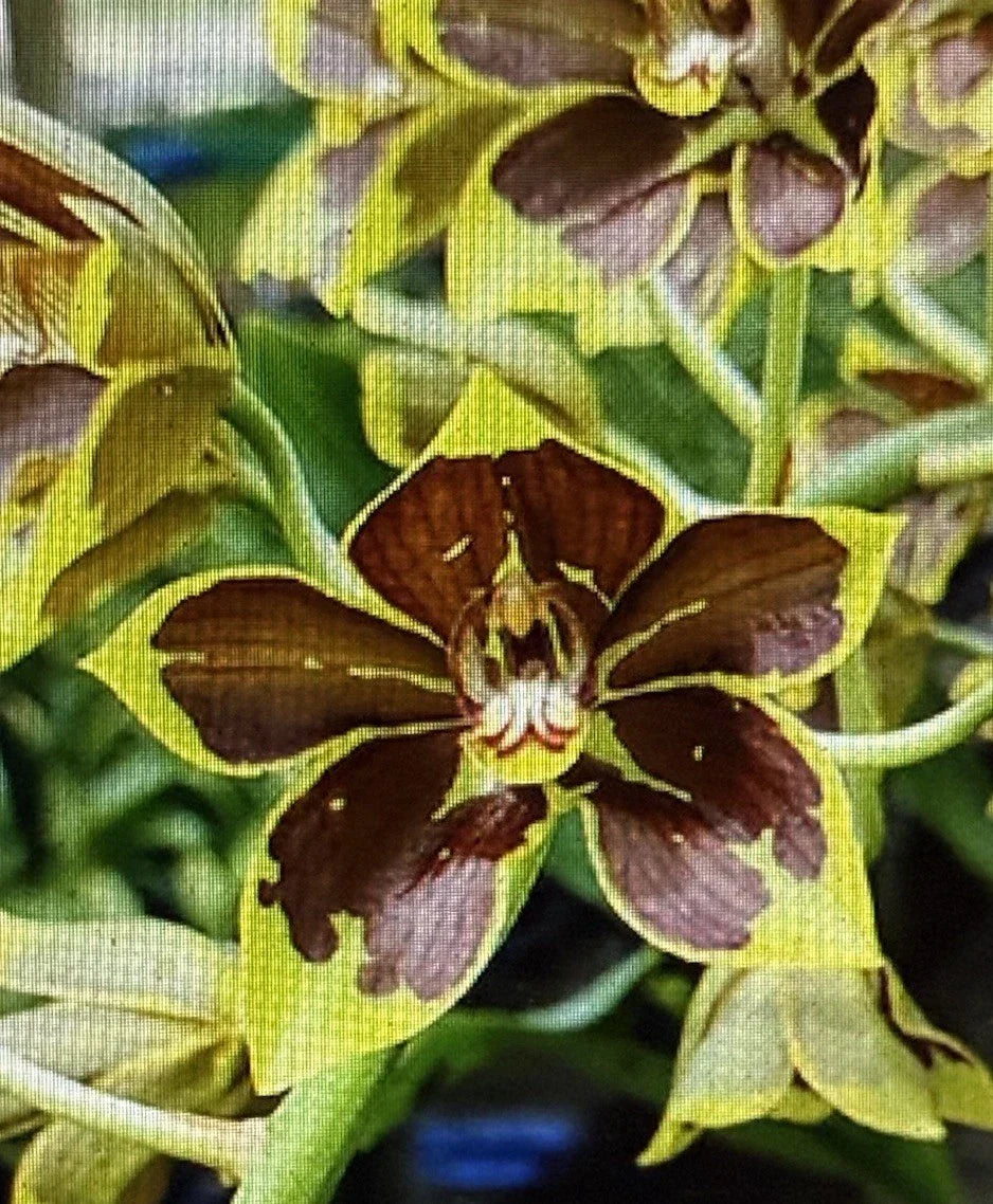 Small Rooted Orchid Bulb - Bare Root Phalaenopsis Orchid - Indoor Garden Plant - Orchidaceae Family