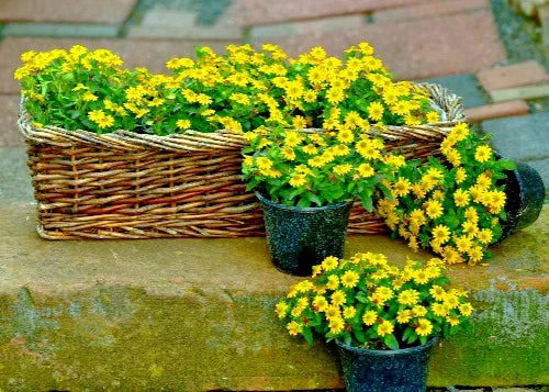 Creeping Zinnia Seeds - 500 Bulk Ground Cover Flower Seeds - Zinnia angustifolia - Drought-Tolerant, Pollinator-Friendly, Rock Garden Plant