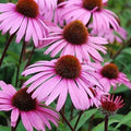Large Live Echinacea Plant - Sweet Pow Wow, Well-Rooted, Pollinator-Attracting, Echinacea purpurea