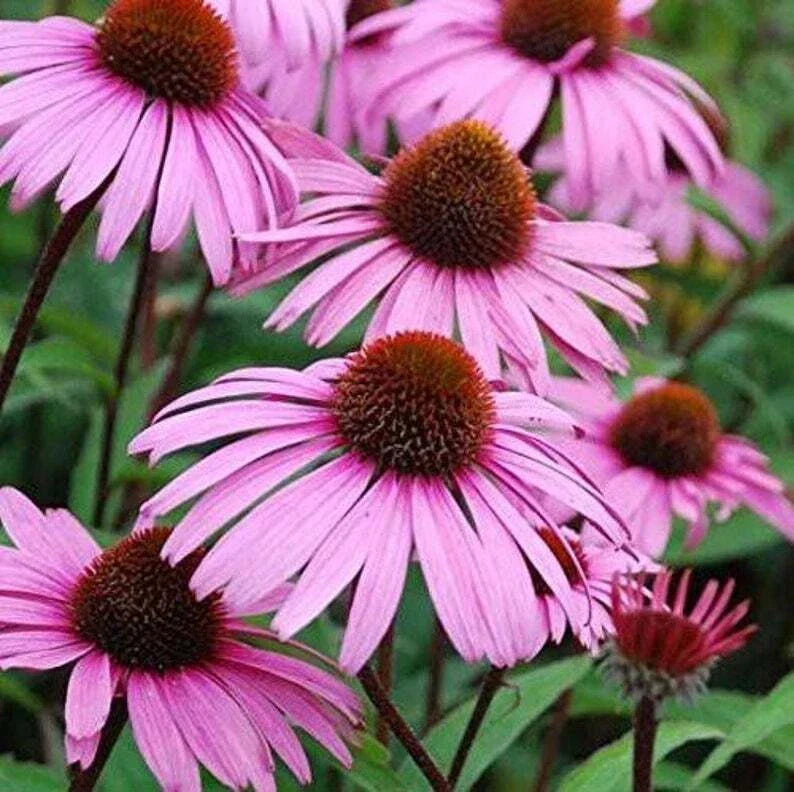 Large Live Echinacea Plant - Sweet Pow Wow, Well-Rooted, Pollinator-Attracting, Echinacea purpurea