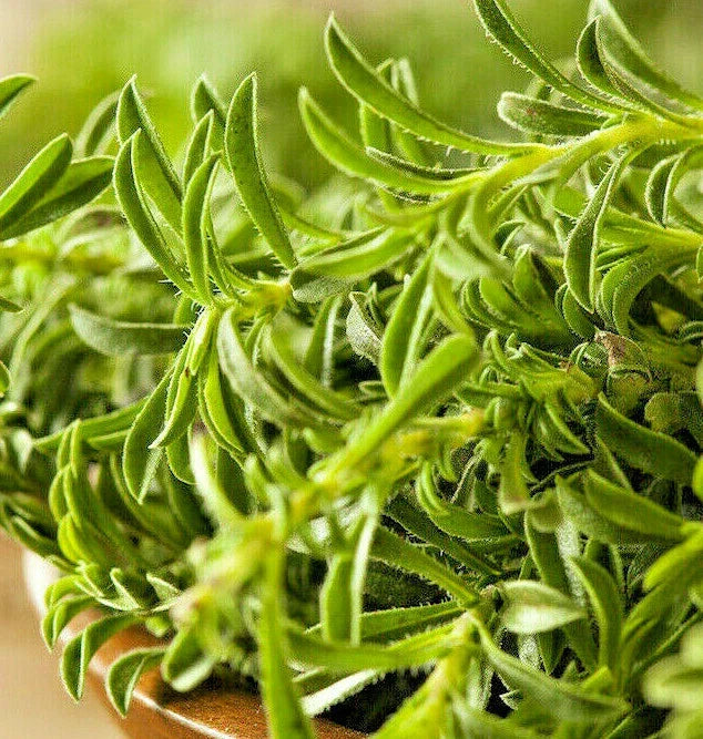 Summer Savory Seeds | Herbs de Provence | Satureja hortensis | Culinary Herb for Garden & Containers