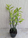 Variegated Devil's Backbone Plant - 2.5" Pot with 6 Stems - Colorful Foliage - Euphorbia tithymaloides Succulent
