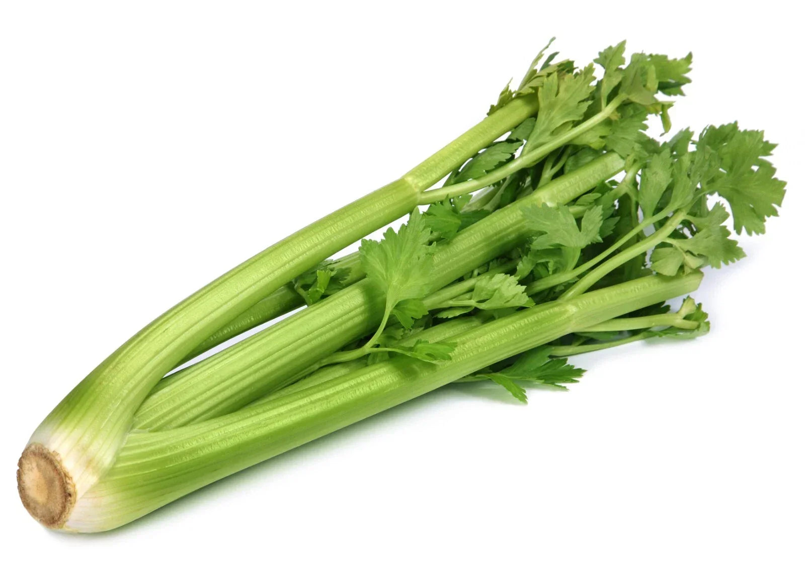 Utah Celery Seeds, Non-GMO Heirloom Seeds for Gardening, Apium graveolens, Crisp and Flavorful, Resealable Packet