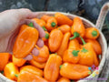 Lunchbox Sweet Pepper Seeds - 25+ Pack, Capsicum annuum, Compact Bushy Plant, Edible Colorful Peppers, Garden & Container Growing
