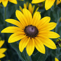Black Eyed Susan Flower Seeds - 50pcs Non-GMO Heirloom Rudbeckia hirta Bright Summer Blooms