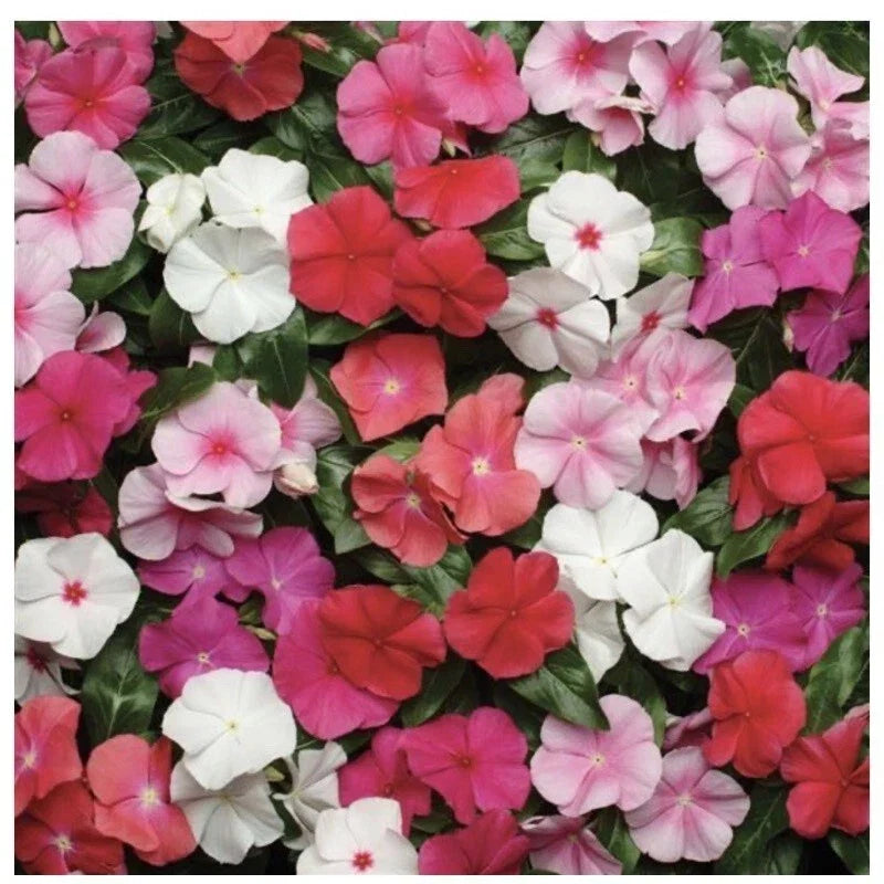 Vinca Seeds - Pacifica XP Mix, Colorful Annual Flowers, Catharanthus roseus, 25 Pack