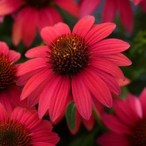 Baja Burgundy Coneflower Seeds - 50 Perennial Echinacea purpurea Flower Seeds for Garden, Pollinator Attracting, Drought Tolerant