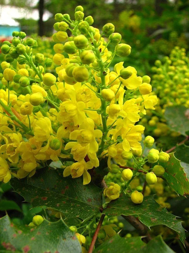 Oregon Grape Holly Seeds 50 Pack Mahonia aquifolium Native Wildflower for Garden, Landscape, Pollinator Attracting