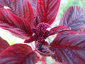 Amaranthus Red Garnet Herb Seeds Pack – 250+ Fresh Non-GMO Seeds for Gardening, Culinary, and Pollinator Attraction