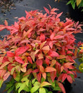 Nandina Heavenly Bamboo 4" Pot - Evergreen Shrub with Ornamental Berries, Nandina domestica