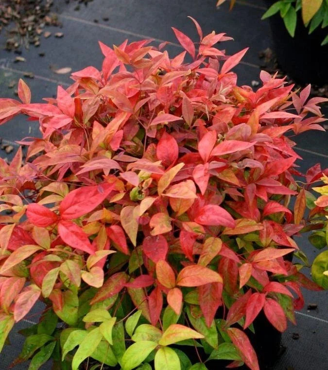 Nandina Heavenly Bamboo 4" Pot - Evergreen Shrub with Ornamental Berries, Nandina domestica