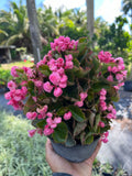 Live Pink Begonias Plant - Compact 6-Inch Pot - Vibrant Pink Flowers - Begonia x tuberhybrida Indoor Outdoor Plant