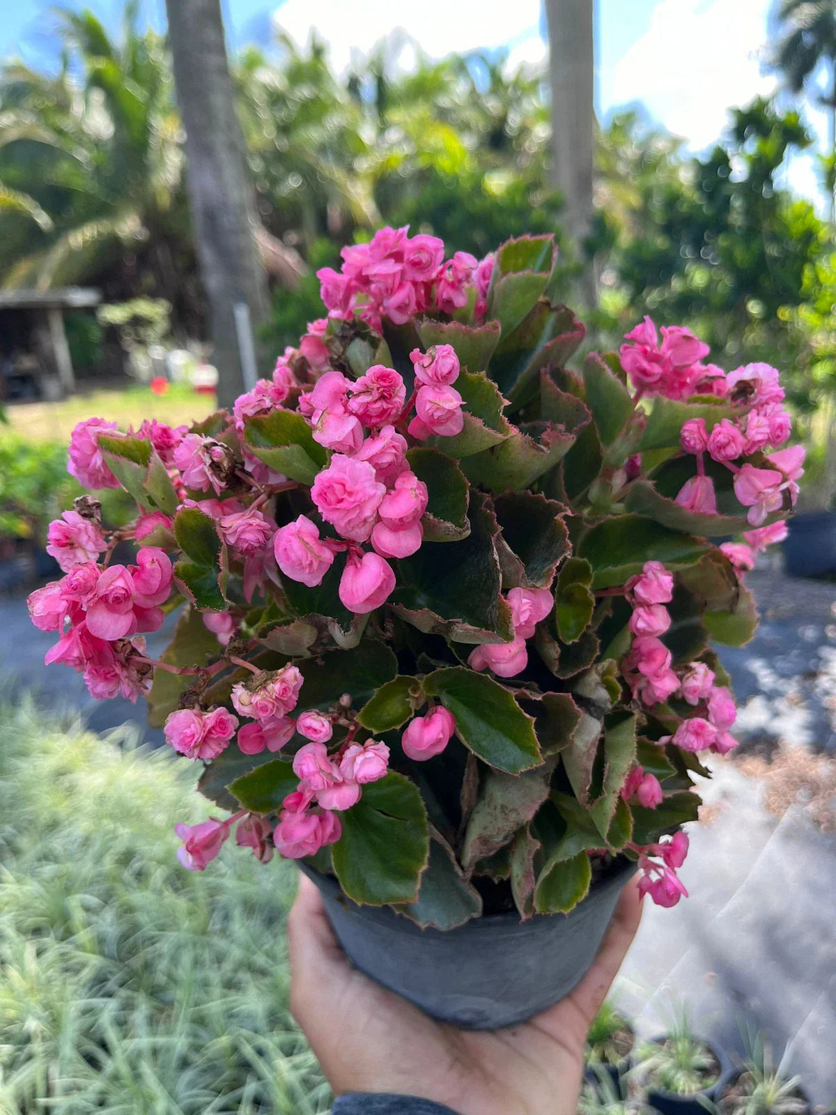 Live Pink Begonias Plant - Compact 6-Inch Pot - Vibrant Pink Flowers - Begonia x tuberhybrida Indoor Outdoor Plant