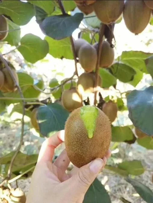 Green Heart Kiwi Seeds - Actinidia deliciosa Climbing Vine for Home Garden, 50 Seeds