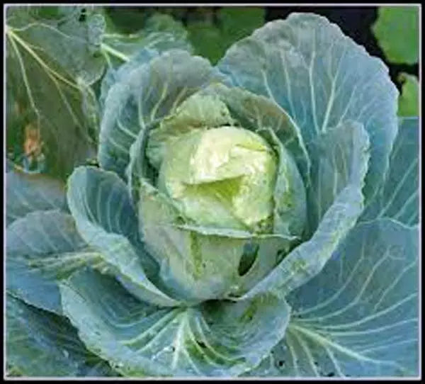 Golden Acre Cabbage Seeds – Non-GMO Heirloom Brassica oleracea, Compact Round Heads, 500 Seeds for Home Gardens & Farming