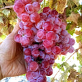 Globe Seedless Grape Vine Cuttings - Bulk 50 Thin Vines Vitis vinifera for Home Garden, Trellises, and Commercial Growing