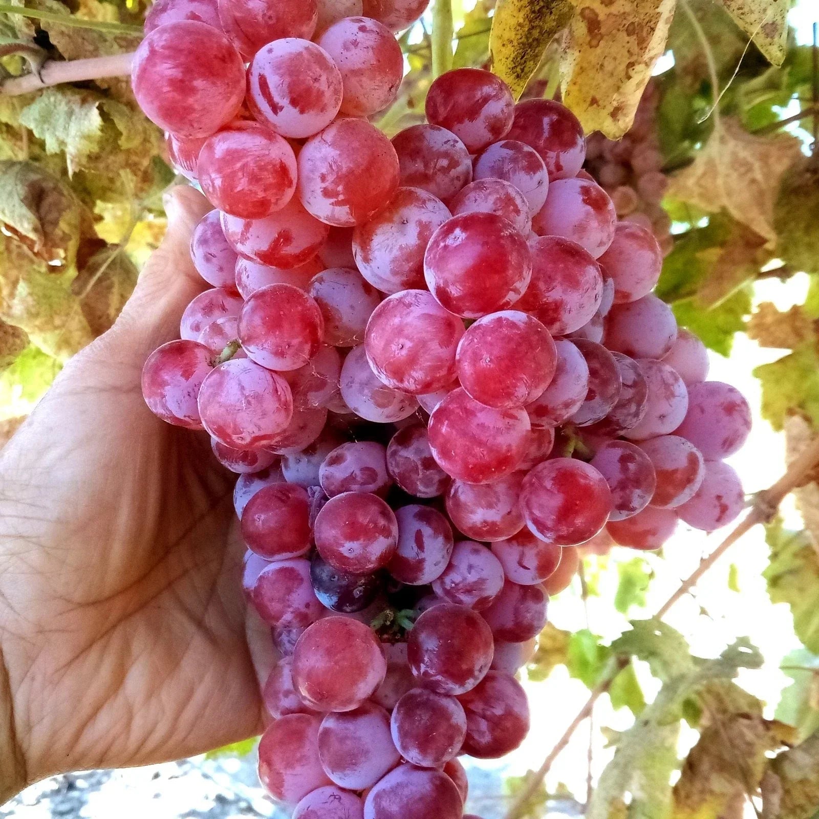 Globe Seedless Grape Vine Cuttings - Bulk 50 Thin Vines Vitis vinifera for Home Garden, Trellises, and Commercial Growing