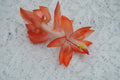 Christmas Cactus Starter Plant - Small Frida Variety - Schlumbergera Truncata - Indoor Houseplant for Holiday Blooms