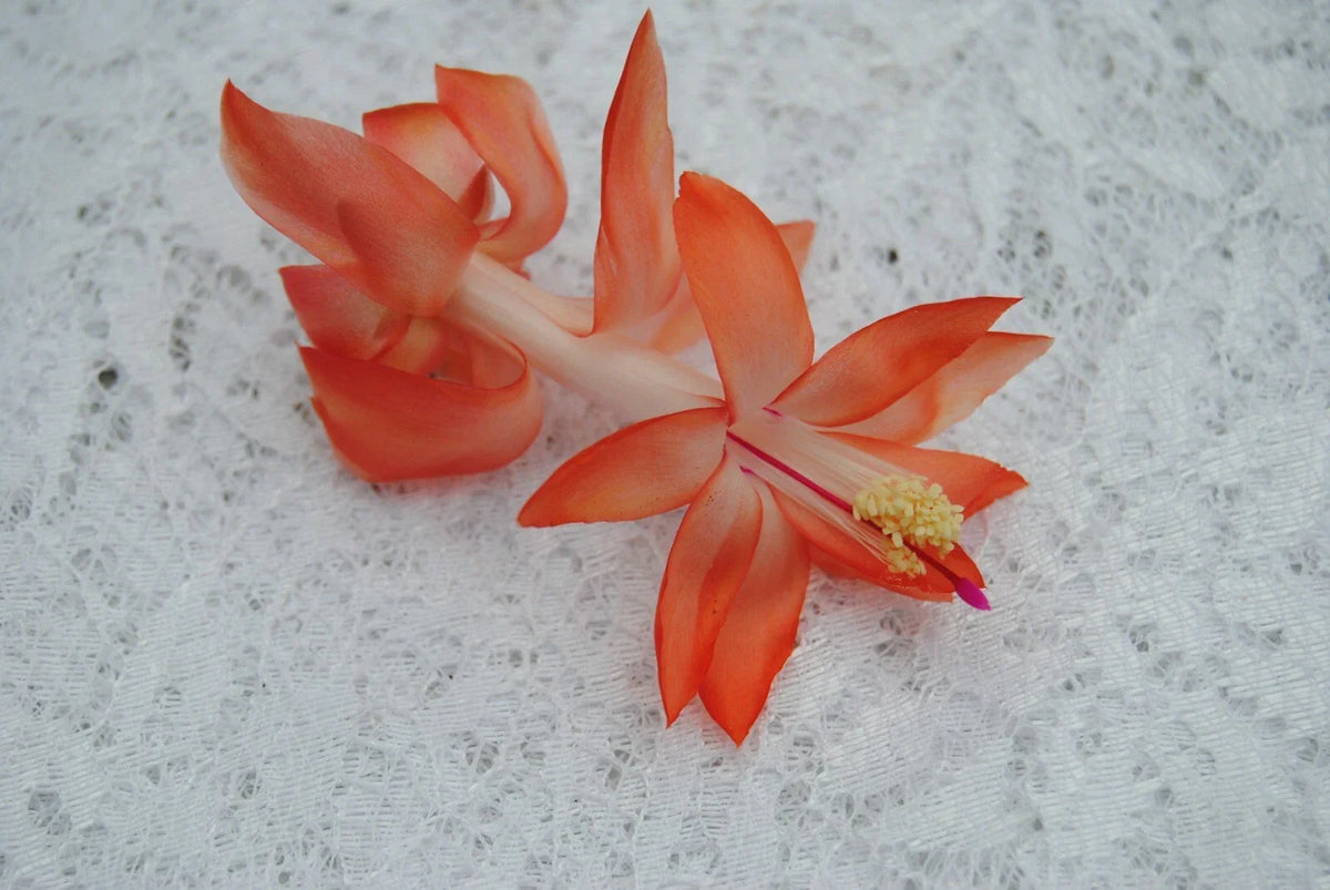 Christmas Cactus Starter Plant - Small Frida Variety - Schlumbergera Truncata - Indoor Houseplant for Holiday Blooms