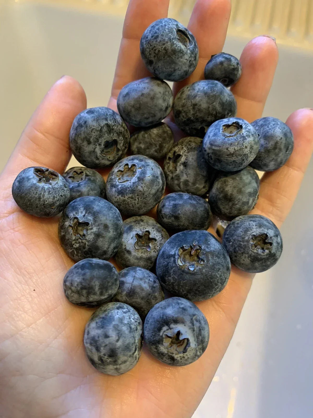 Blueberry Seeds 200 Count Organic Edible Fruit Vaccinium corymbosum for Home Garden, Pot, or Raised Bed