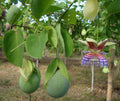 Sweet Calabash Seeds Passiflora maliformis Tropical Fruit Vine for Planting, 30 Seeds
