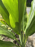 Organic Green Ti Leaf Cuttings - 6-7 Inch Manoa Variety - Hawaii Grown Cordyline fruticosa for Gardening & Landscaping