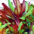 Ensete Maurelii Plant | Red Abyssinian Banana Tree | Tropical Foliage | False Red Musa | Live Indoor or Outdoor Plant
