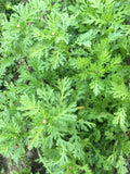 TongHo Choy Seeds - Edible Chrysanthemum, Shungiku, Serrated Leaf, 200+ Seeds, Culinary Herb, Chrysanthemum coronarium, Home Gardening