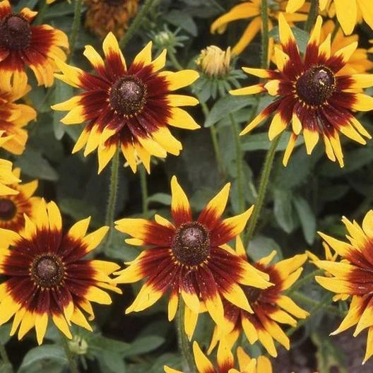 Black Eyed Susan Seeds - 200 Count - AUTUMN FOREST Double Blooms Rudbeckia hirta Non-GMO Wildflower Garden Plants