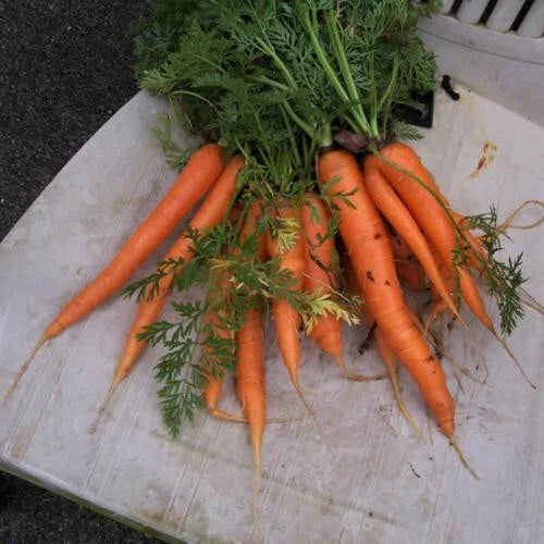 Envy Carrot Seeds - 1000+ Premium Daucus carota Vegetable Seeds for Garden Planting, Full Sun, Non-GMO, USA Grown