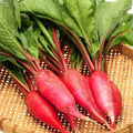 China Rose Radish Seeds – Microgreens, Cold Hardy, Raphanus sativus, Pack of 100/1000/5000