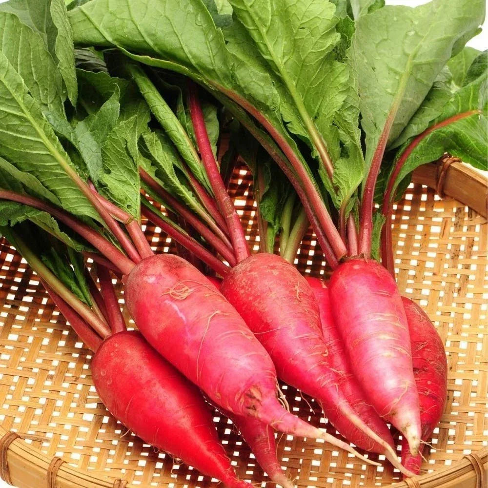 China Rose Radish Seeds – Microgreens, Cold Hardy, Raphanus sativus, Pack of 100/1000/5000