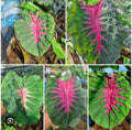 Madeira Star Elephant Ear Plant - Small Rooted Starter, Colocasia esculenta, Tropical Foliage, Indoor Outdoor Plant