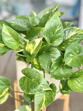 Golden Pothos Cutting - Large Leaf Indoor Plant - Epipremnum aureum - Easy Care, Trailing Vine, Propagation Ready