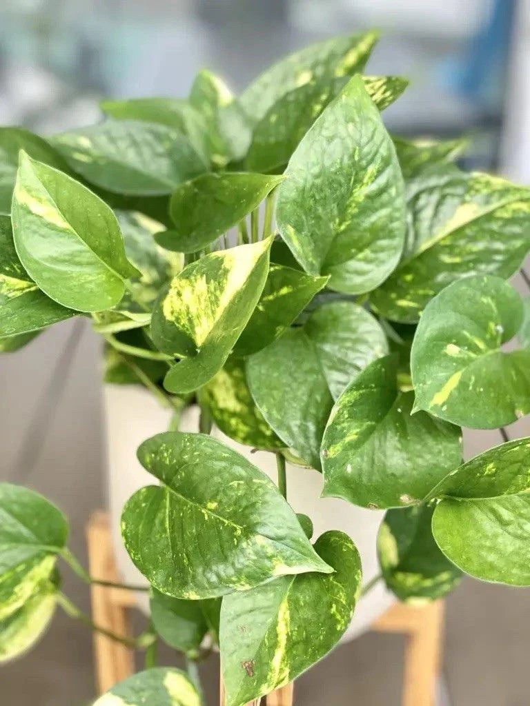 Golden Pothos Cutting - Large Leaf Indoor Plant - Epipremnum aureum - Easy Care, Trailing Vine, Propagation Ready
