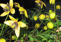 Clematis Seeds - Aztek Yellow Perennial Vine - Bright Yellow Flowers - Clematis 'Aztek Yellow' - 15 Pack