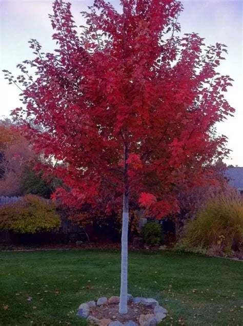 Drummond Red Maple Seedling - Bare Root Acer rubrum Drummondii Live Tree, 10+ Inches, Vibrant Red Foliage, Native Landscape Plant