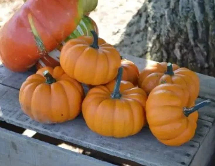 Orangita Pumpkin Seeds - 10 Pack Small Orange Cucurbita pepo for Planting, Decorative & Culinary Use