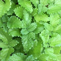 Lemon Balm Seeds 500+ | Perennial Herb Melissa officinalis | Natural Insect Repellent | Garden Seeds | USA Free Shipping