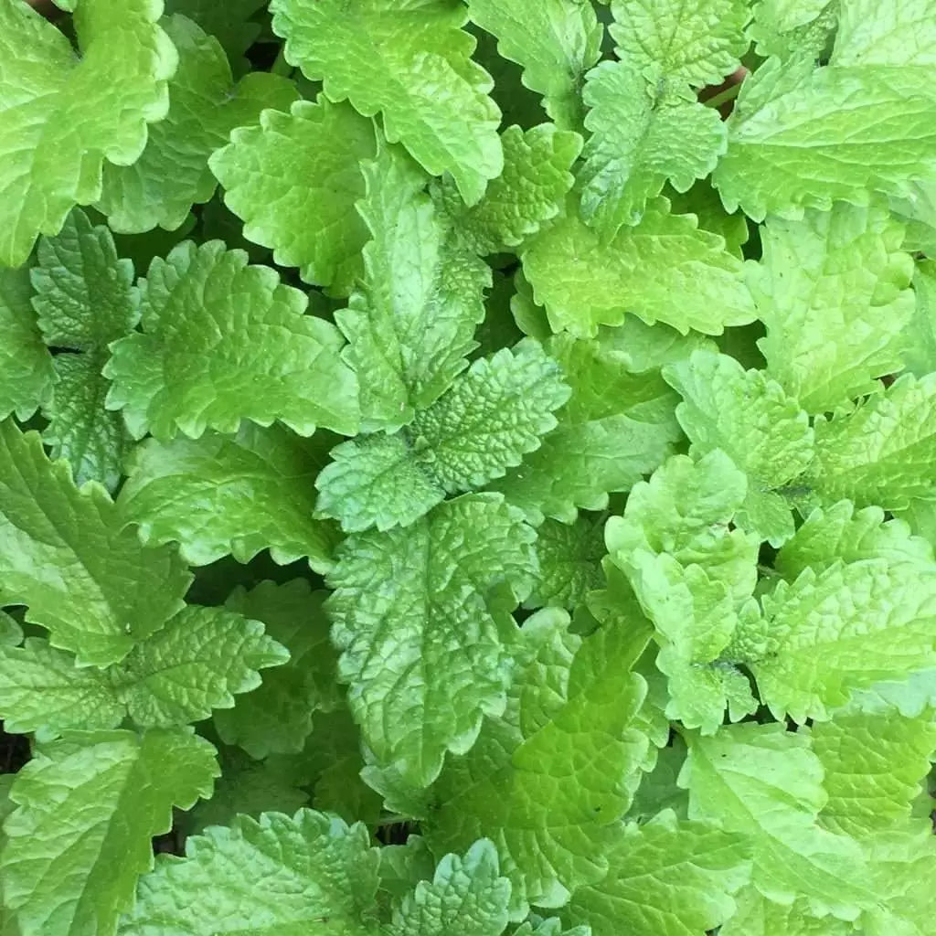 Lemon Balm Seeds 500+ | Perennial Herb Melissa officinalis | Natural Insect Repellent | Garden Seeds | USA Free Shipping
