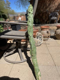 Totem Pole Cactus Cutting - 3ft Pachycereus weberi - Rare Exotic Indoor/Outdoor Succulent Plant