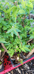 Black Elderberry Plants Live Bush Cuttings – Sambucus nigra – Rooted Shrubs for Garden & Landscape